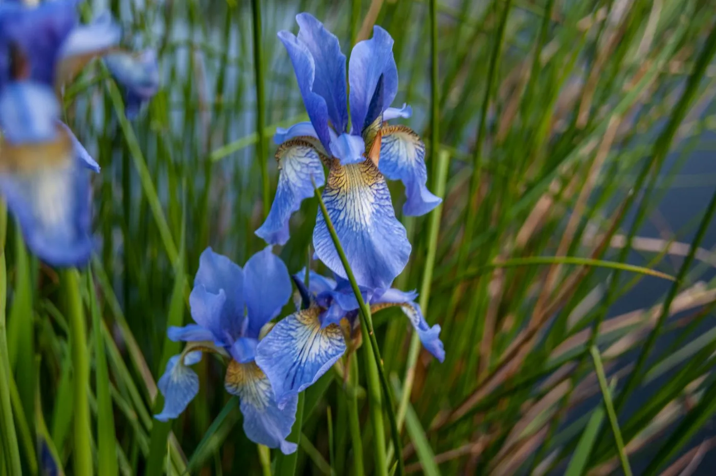 kosaciec syberyjski - Iris siberica