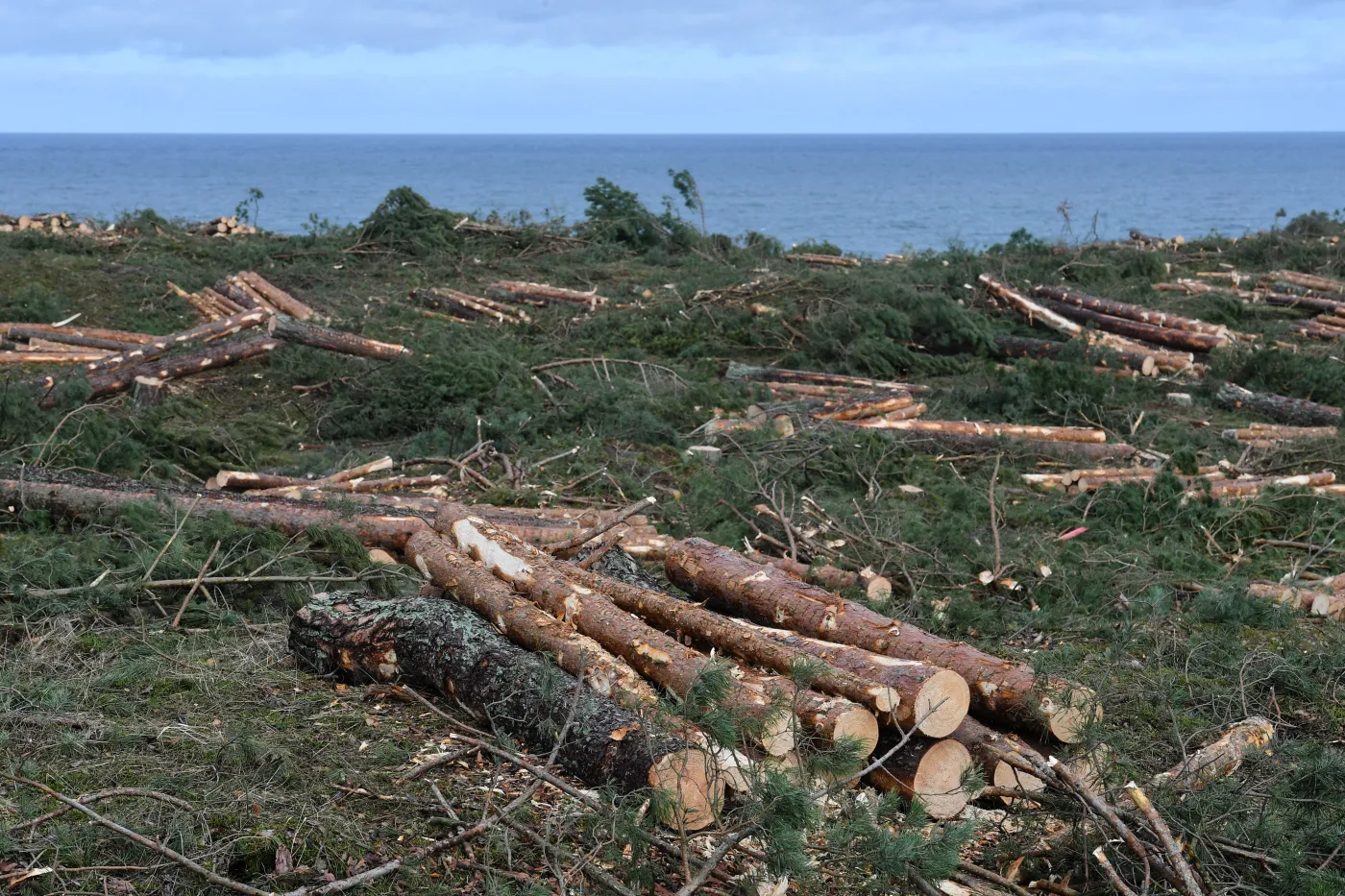 Wycinka drzew na trasie przekopu
