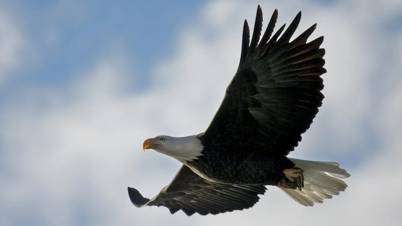 Dzika Ameryka North America Discovery Channel