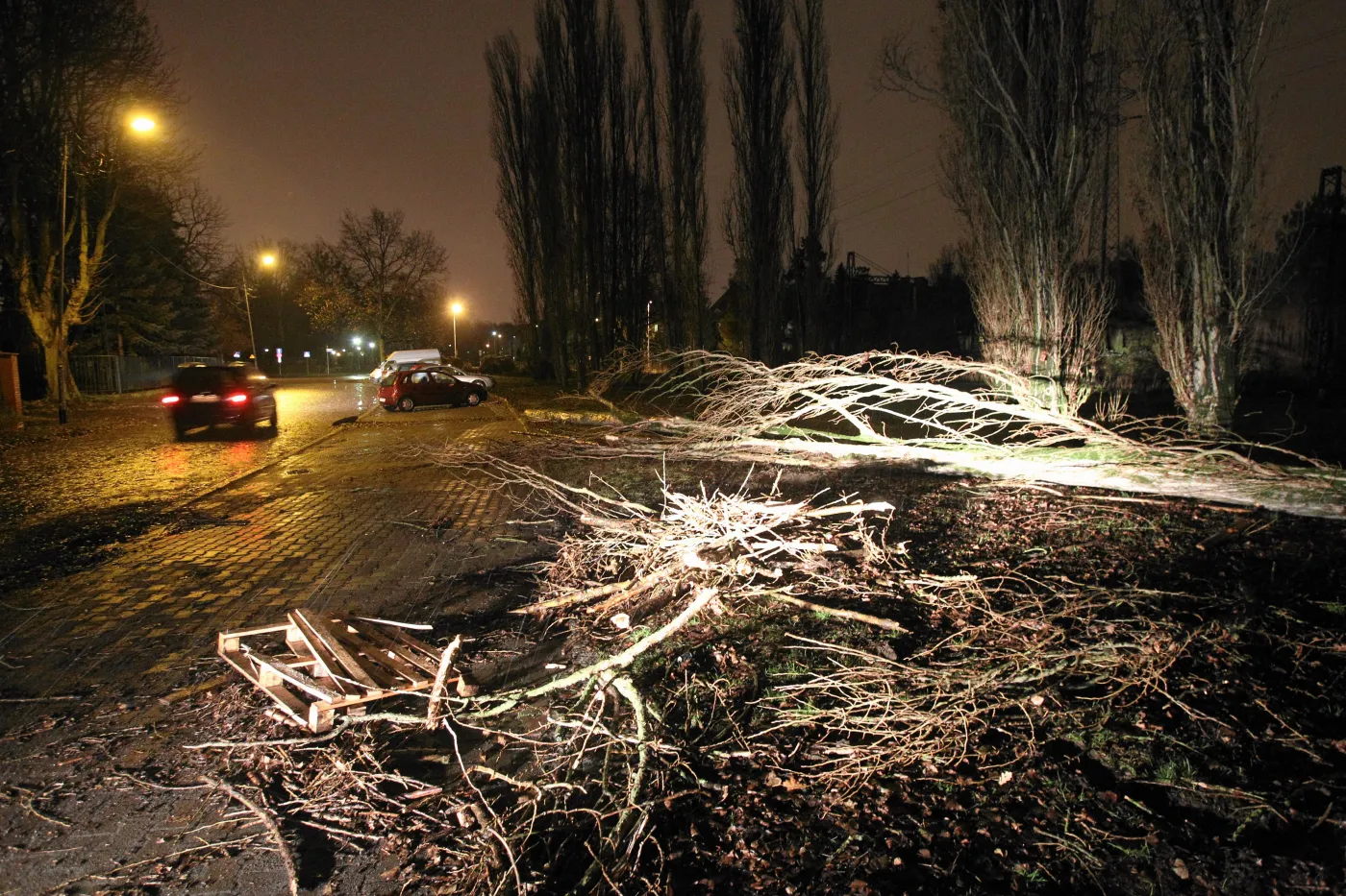 Drzewo powalone przez huragan Ksawery w Szczecinie