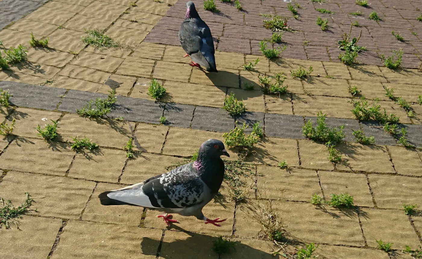 Zdjęcie zrobione aparatem w telefonie Sony Xperia X