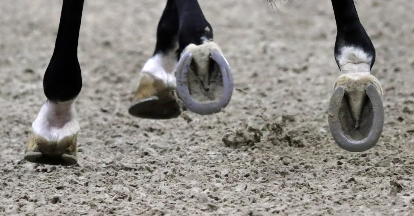 Polak zdyskalifikowany przez otarcia skóry u konia