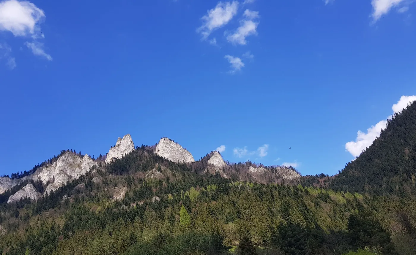 10127336-zdjecie-wykonane-aparatem-w-telefonie.jpg