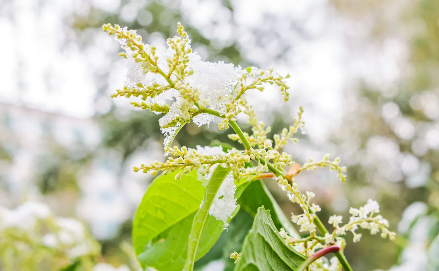 Rdestowiec ostrokończysty reynoutria japonica