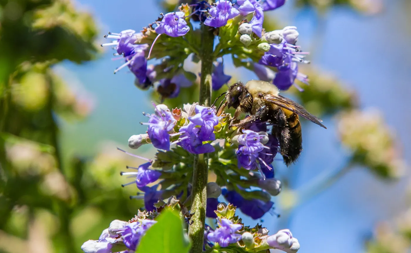 Niepokalanek mnisi, Vitex agnus-castus L.