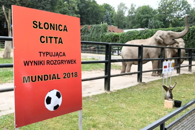 Słonica Citta wytypowała wynik meczu Polska - Senegal. Na mundialu jeszcze nigdy nie przegraliśmy z drużyną z Afryki