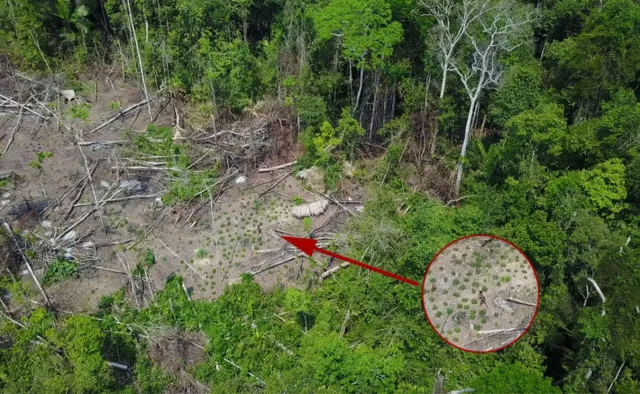 Nieznane plemię odkryte przez drony. Amazonia skrywa jeszcze mnóstwo plemion nie znających cywilizacji