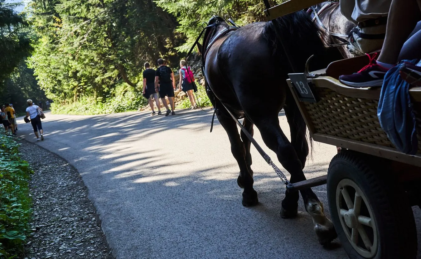 Konie w Zakopanem? Poseł KO zamieścił drastyczne wideo. Dostał odpowiedź od Mularczyka