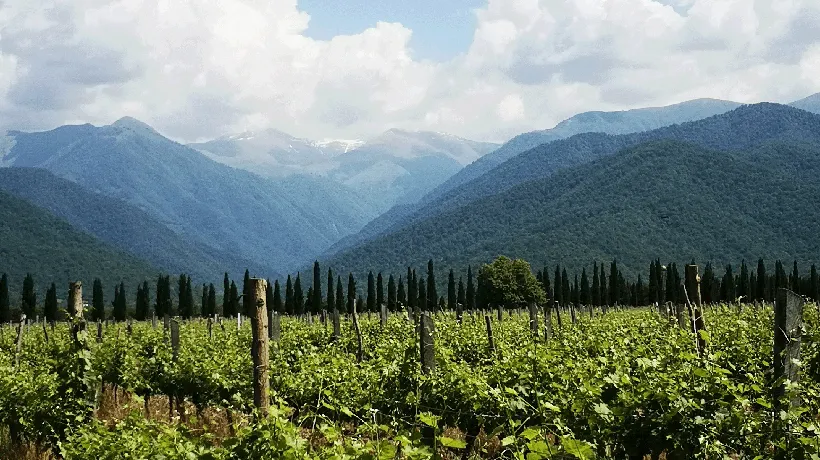 Gruzińskie wina – nowe tropy