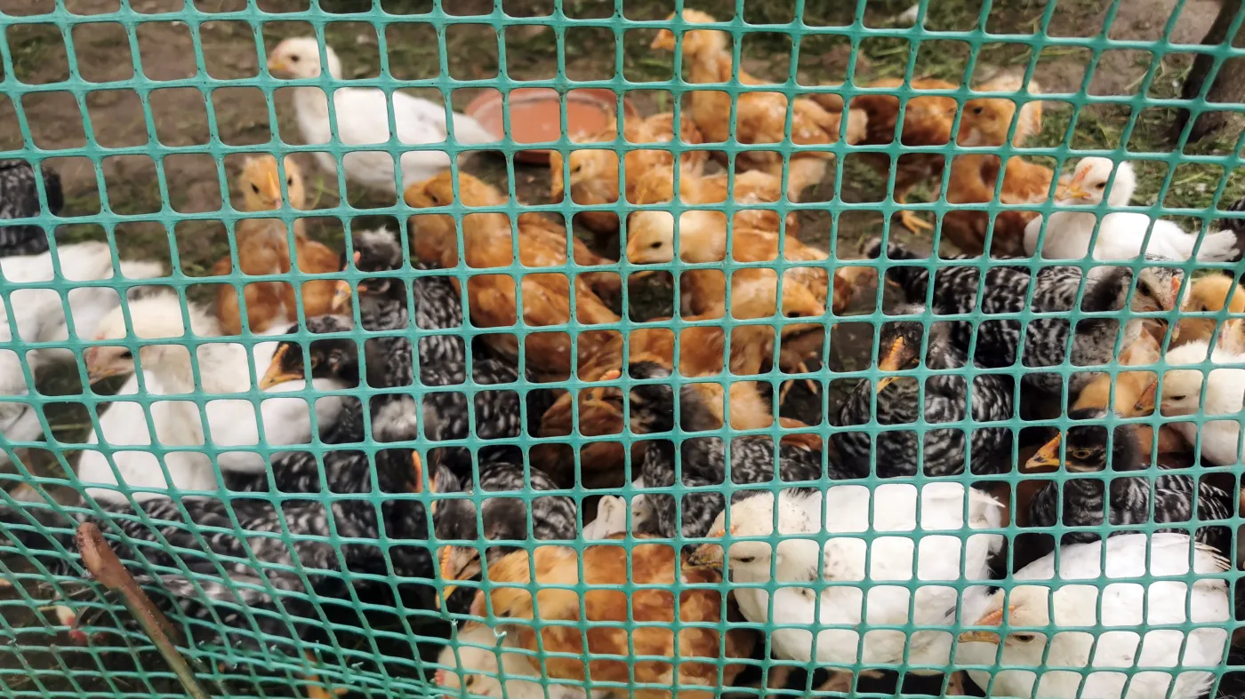 Ptasia grypa H5N1. Pierwszy przypadek zakażenia u człowieka w USA