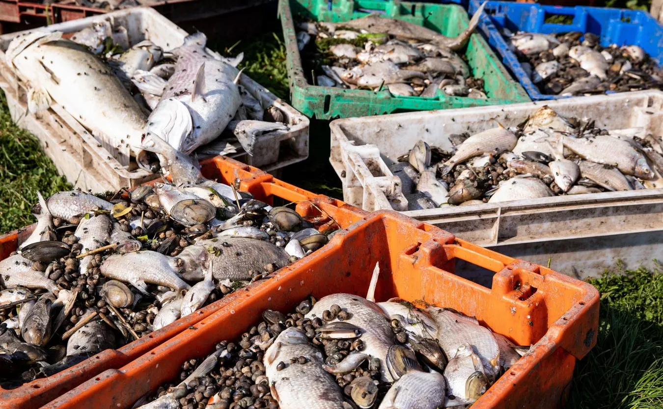 Meklemburgia ujawnia wyniki badań z Zalewu Szczecińskiego