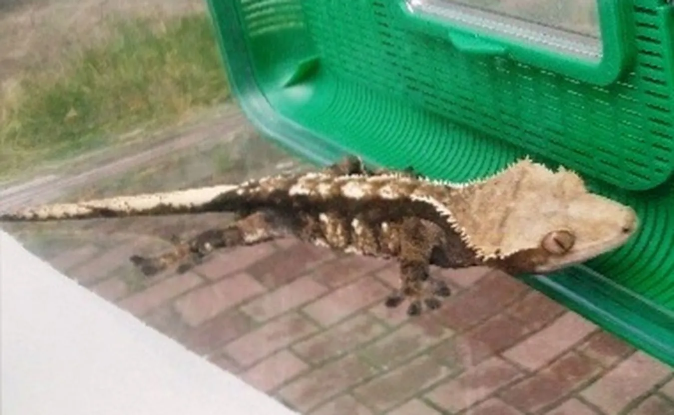 Gekon orzęsiony