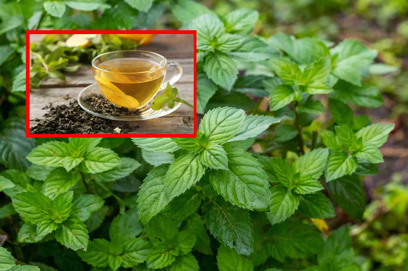 Mięta na trawienie i ból głowy. Działa cuda, a na dodatek jest banalnie prosta w uprawie