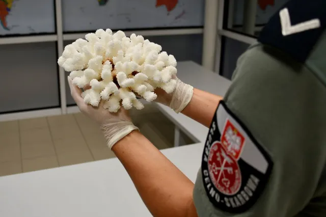 Aksolotl, koralowiec i pijawki. Niecodzienne próby przemytu udaremnione