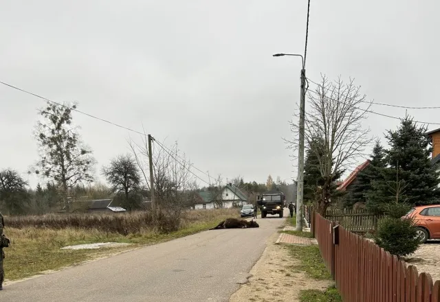 Wojskowa ciężarówka zabiła żubra w Puszczy Białowieskiej. Po sieci krążą sprzeczne informacje