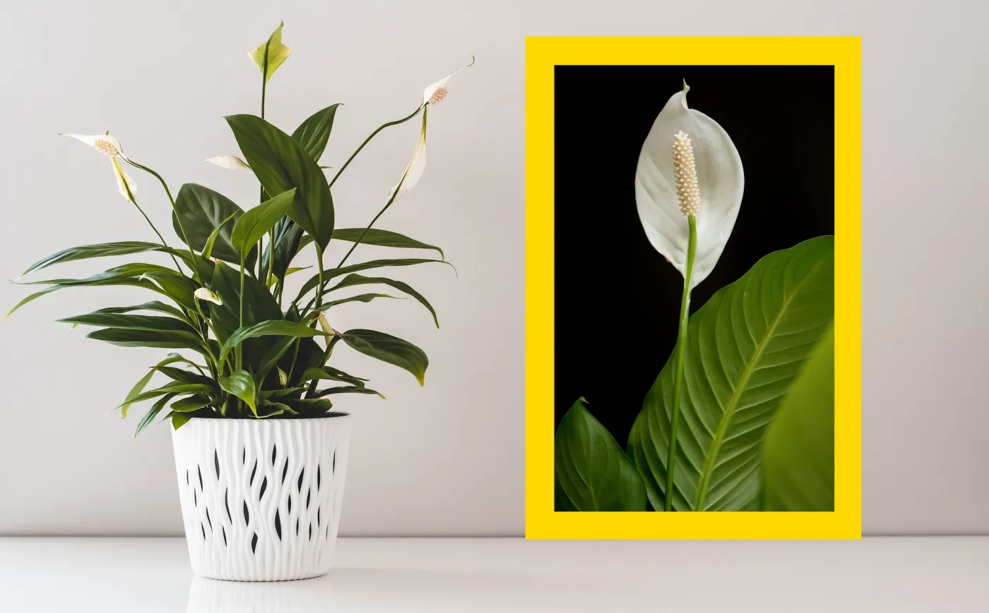 Skrzydłokwiat ma żółte liście? Zrób to, a roślina znów będzie zdrowa