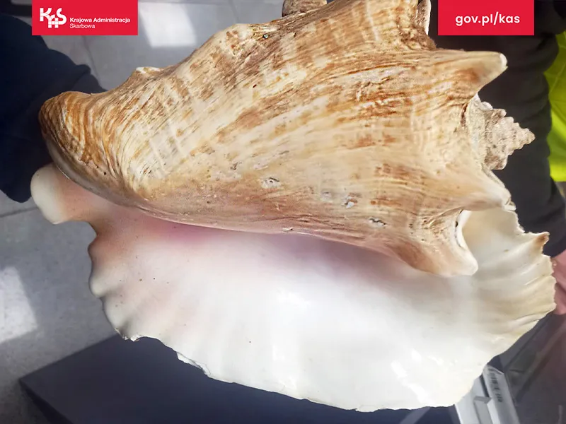 Olbrzymie i nielegalne. Służby udaremniły próbę przemytu muszli