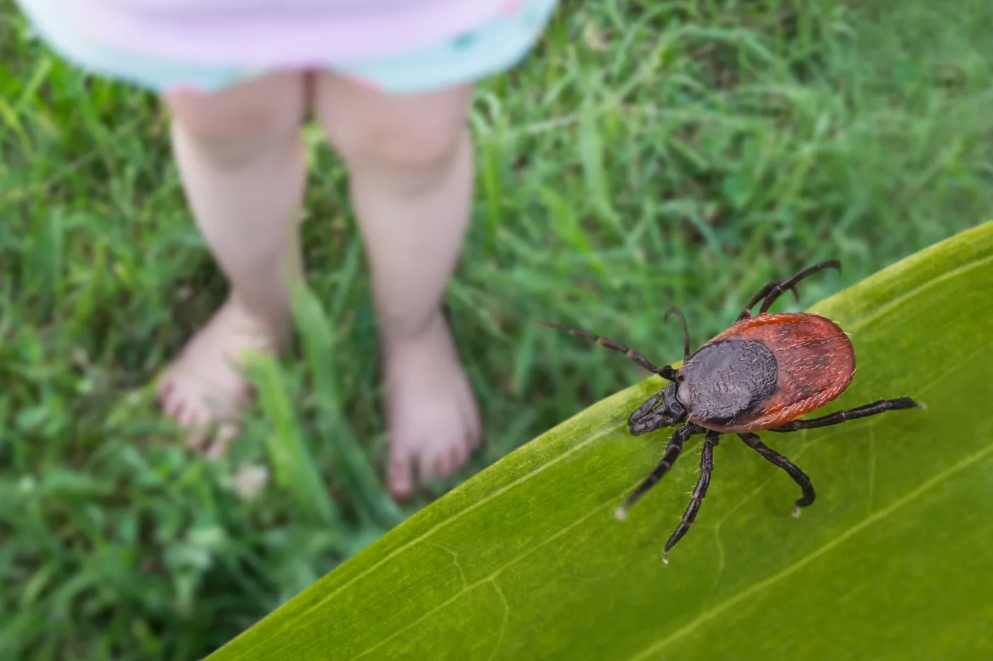 kleszcze kleszcz borelioza owady pajęczaki ogród dziecko trawa 