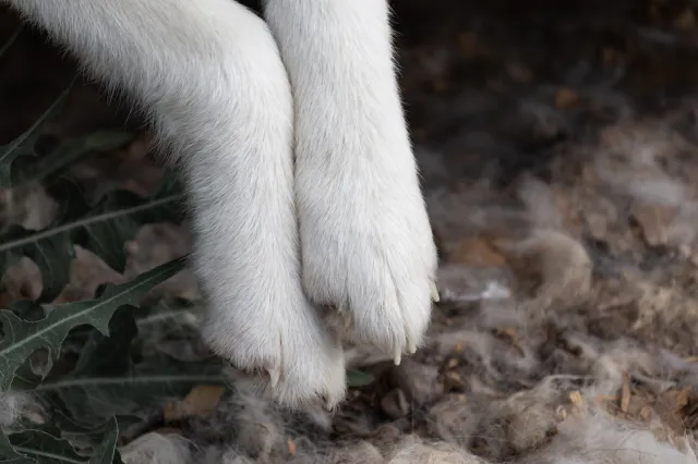 Półżywe psy z wystającymi żebrami, w miskach piasek. DIOZ oskarża gminę Rusiec