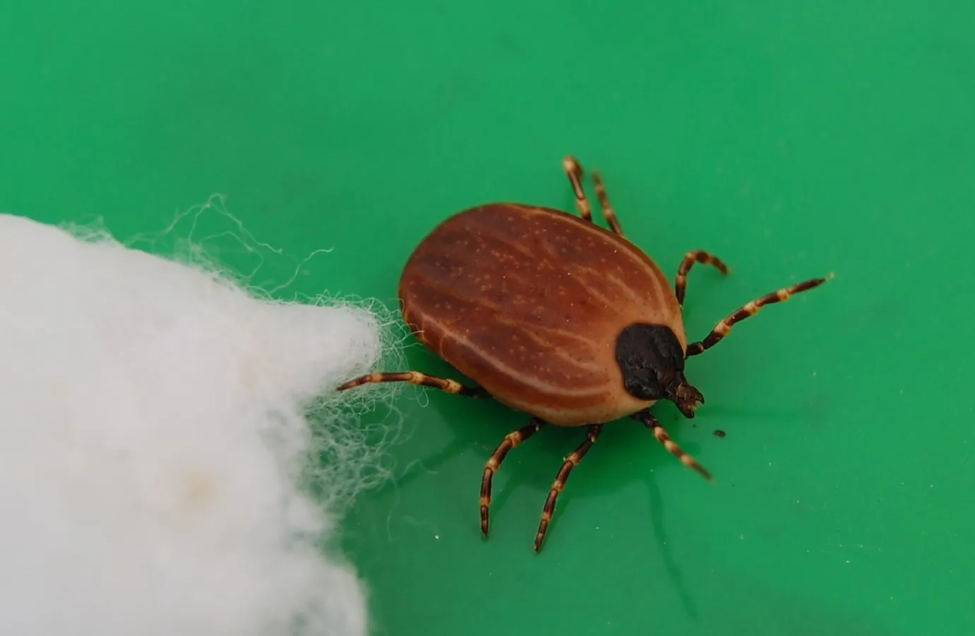 Groźne kleszcze z Afryki dotarły do Polski? Naukowcy potwierdzają czarny scenariusz