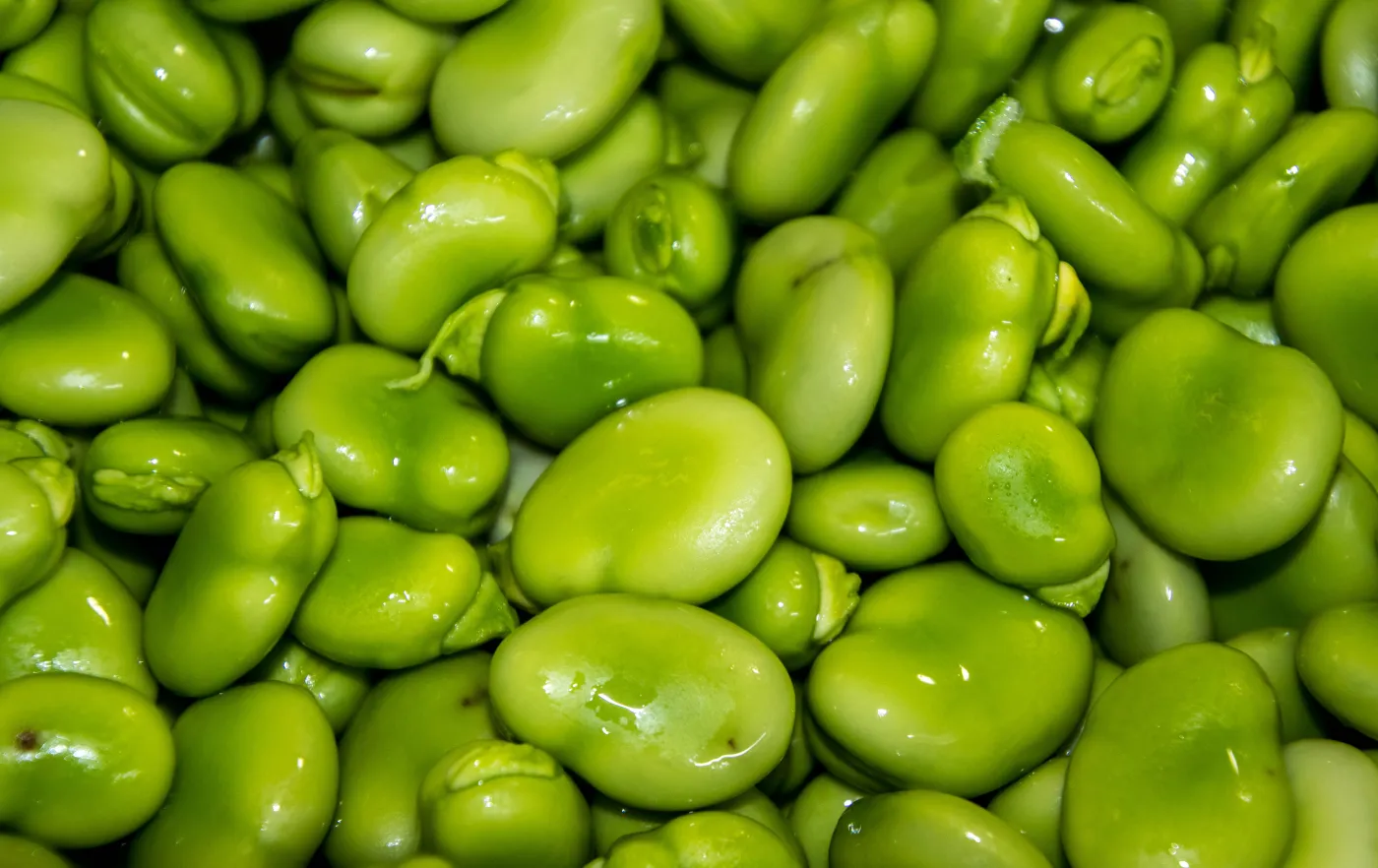 Fresh,Broad,Beans,Taken,Out,Their,Pods,Straight,After,They