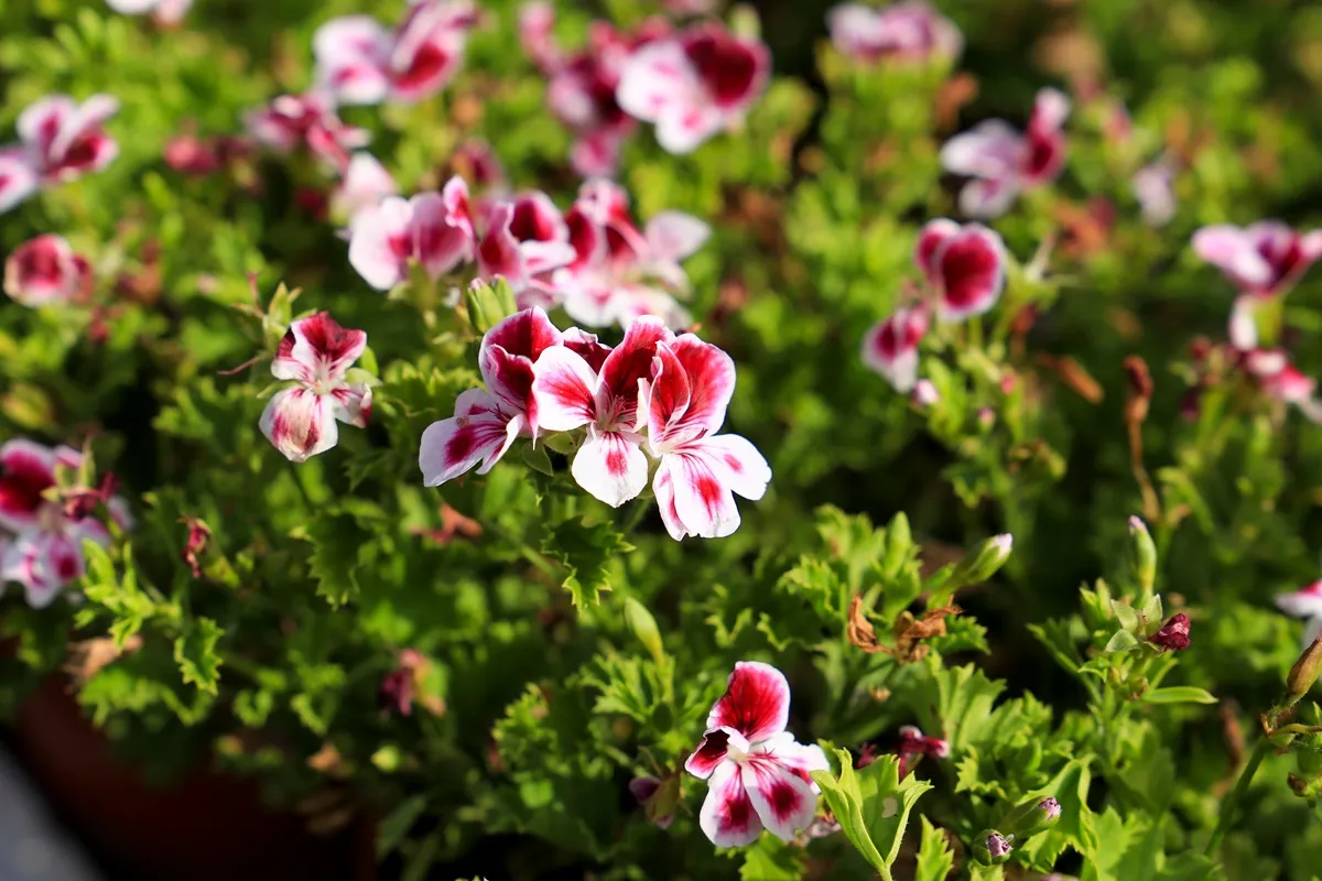 pelargonia-pachnaca-anginka-na-komary-38263541.jpg