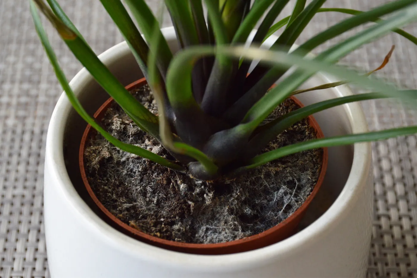 Mould,On,The,Houseplant,Soil