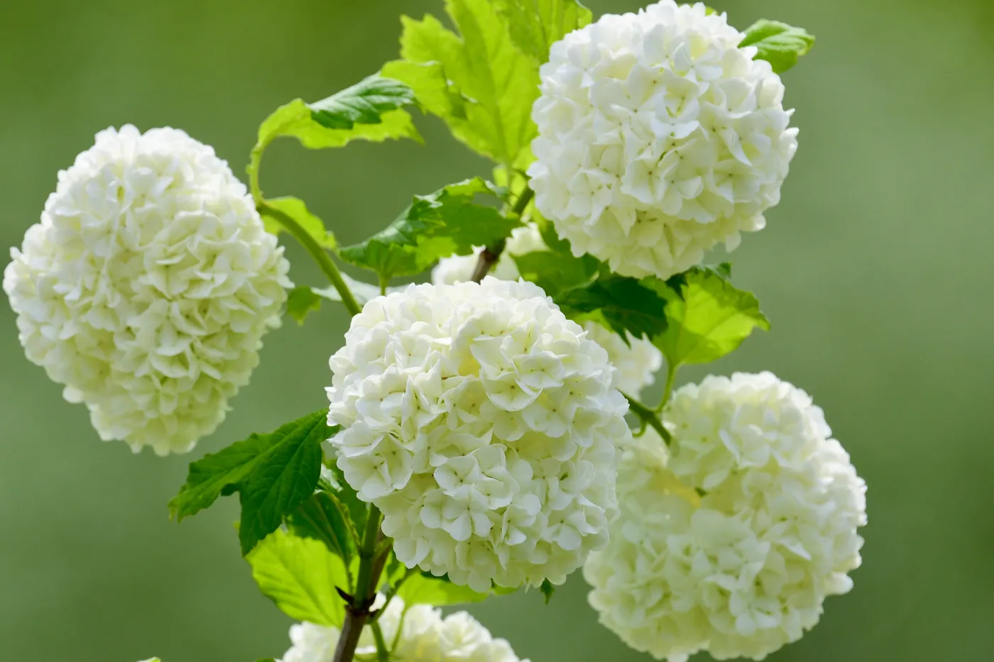Kalina Kaliny kwiaty krzew Viburnum,Macrocephalum,Fortune,Blooming,In,Springtime.
