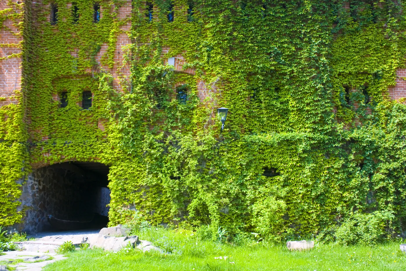 Bluszcz pospolity hedera helix Wall,Of,Ivy,Green,Leaves,Of,Radomysl,Castle,In,Ukraine