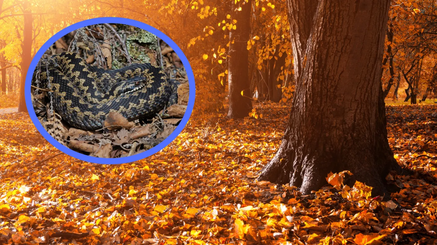 Nadleśnictwo ostrzega: to zwierzę może ukrywać się w liściach. Jak się chronić?
