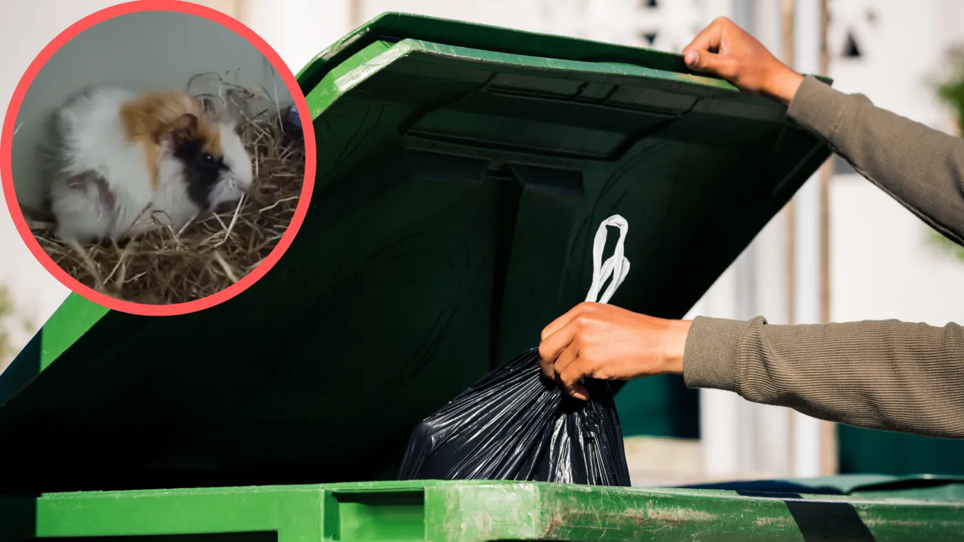 Świnka morska wyrzucona do kosza. "Okrutnie potraktowana"