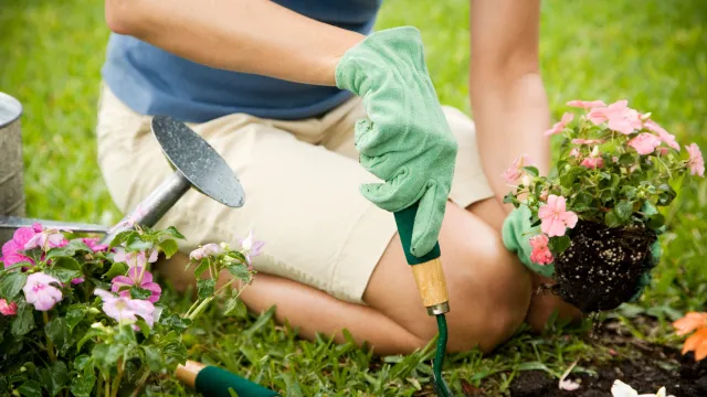 Czy i jak Księżyc wpływa na wzrost roślin? Czym jest ogrodnictwo księżycowe?
