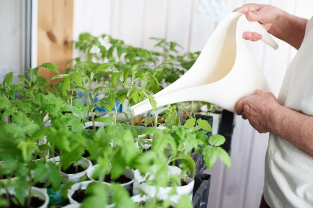 Wymieszaj i podlej tym sadzonki pomidorów. Plony będą obfite jak nigdy