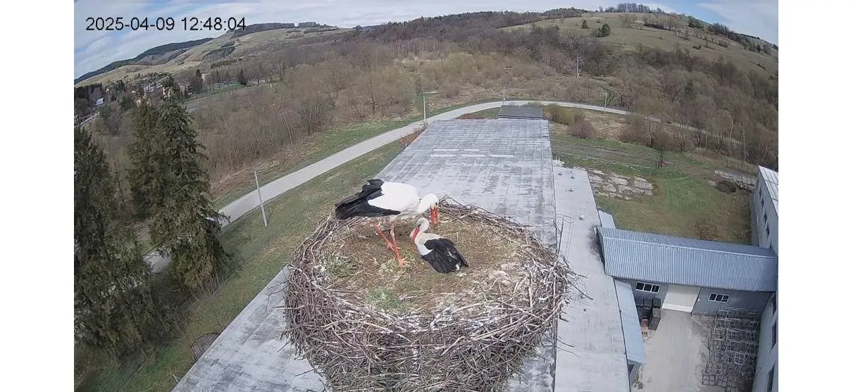 Bociany na żywo 2026. Gniazdo w Rzepedzi [KAMERA]