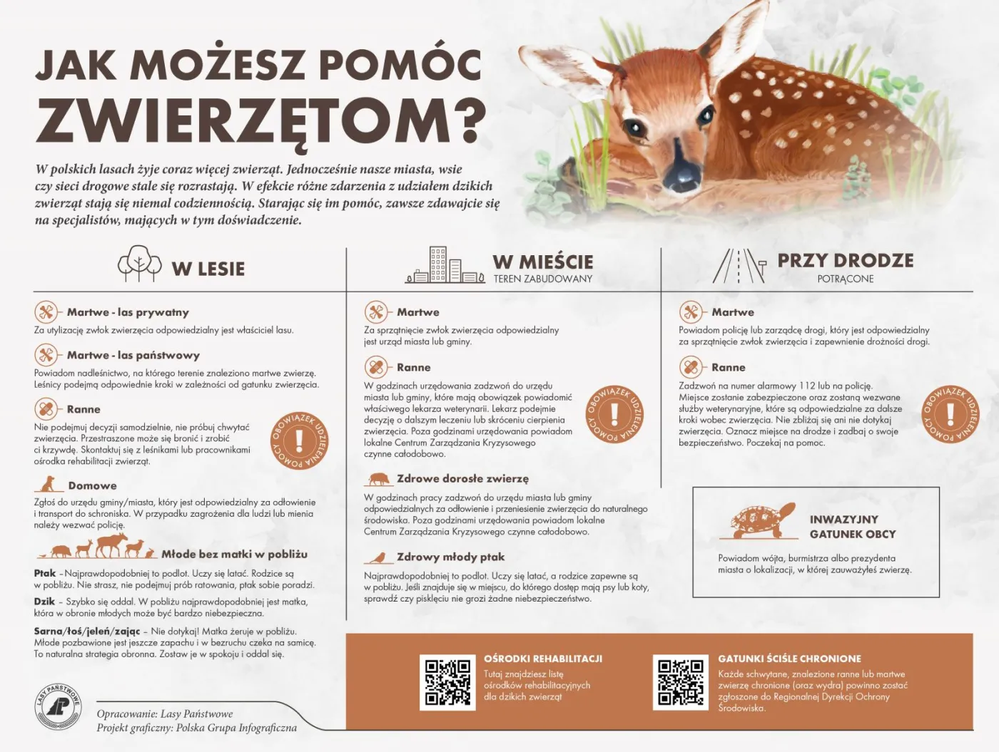 znalezione-dzikie-zwierze-co-zrobic-38507142.jpg
