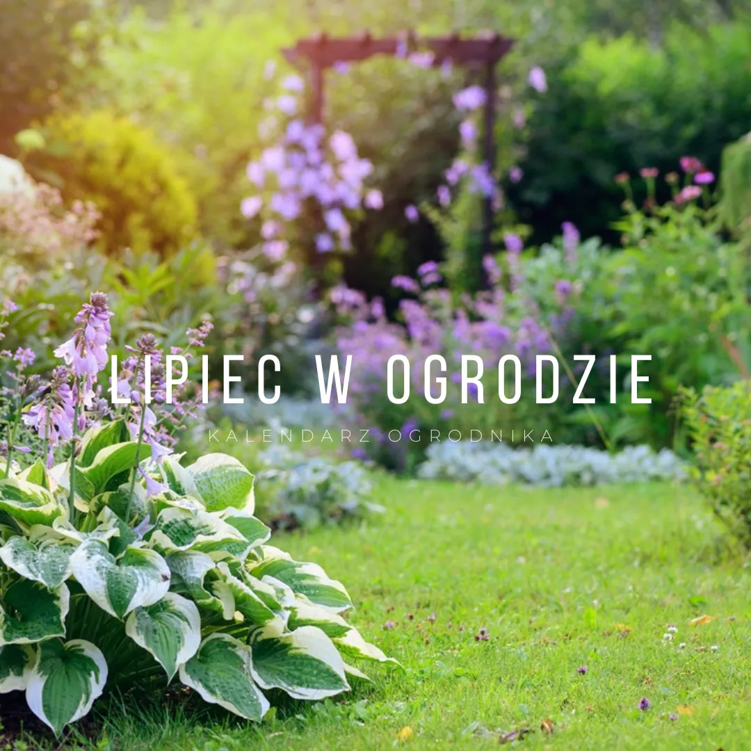 lipiec-w-ogrodzie-kalendarz-ogrodnika-38530536.png