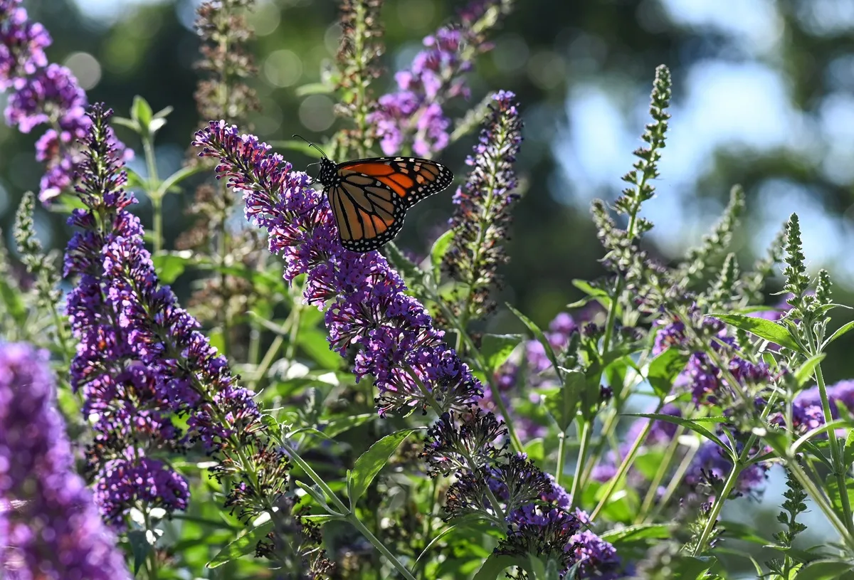 Zrób to z budleją po zimie. Latem będzie uginać się od kwiatów