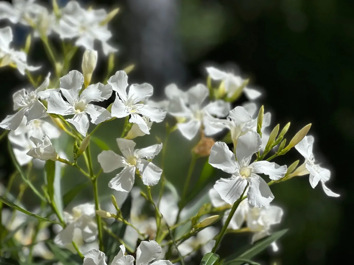 Kiedy schować oleander na zimę? Zimowanie tej przepięknej rośliny w donicy