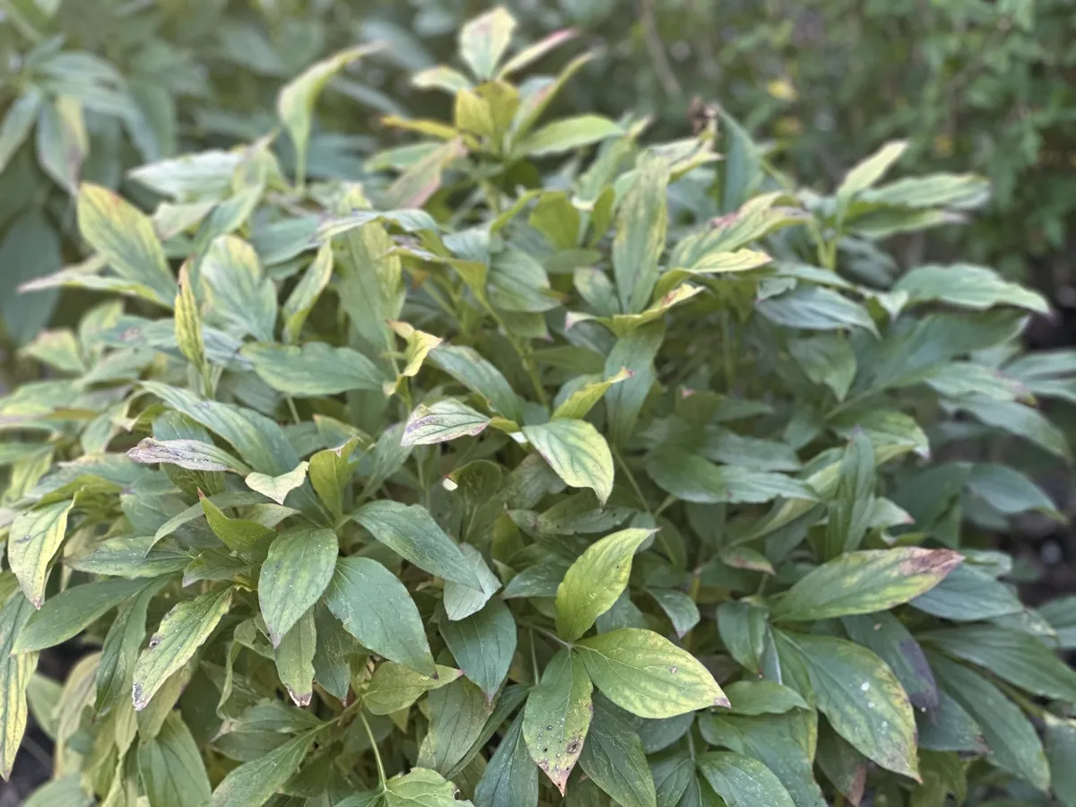 Czy obcinać liście piwonii na zimę? Jesień to dobry moment na nawożenie