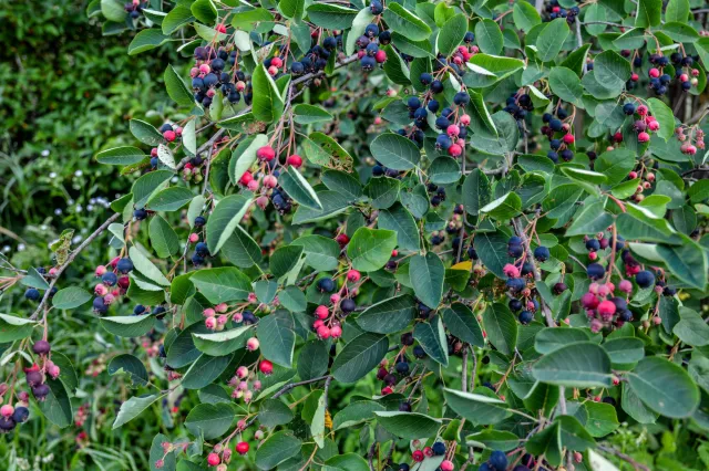 Hamują starzenie i dostarczają mnóstwo potasu. Są zdrowsze niż borówki, zawierają więcej potasu niż banany. Musisz mieć ten krzew w ogrodzie