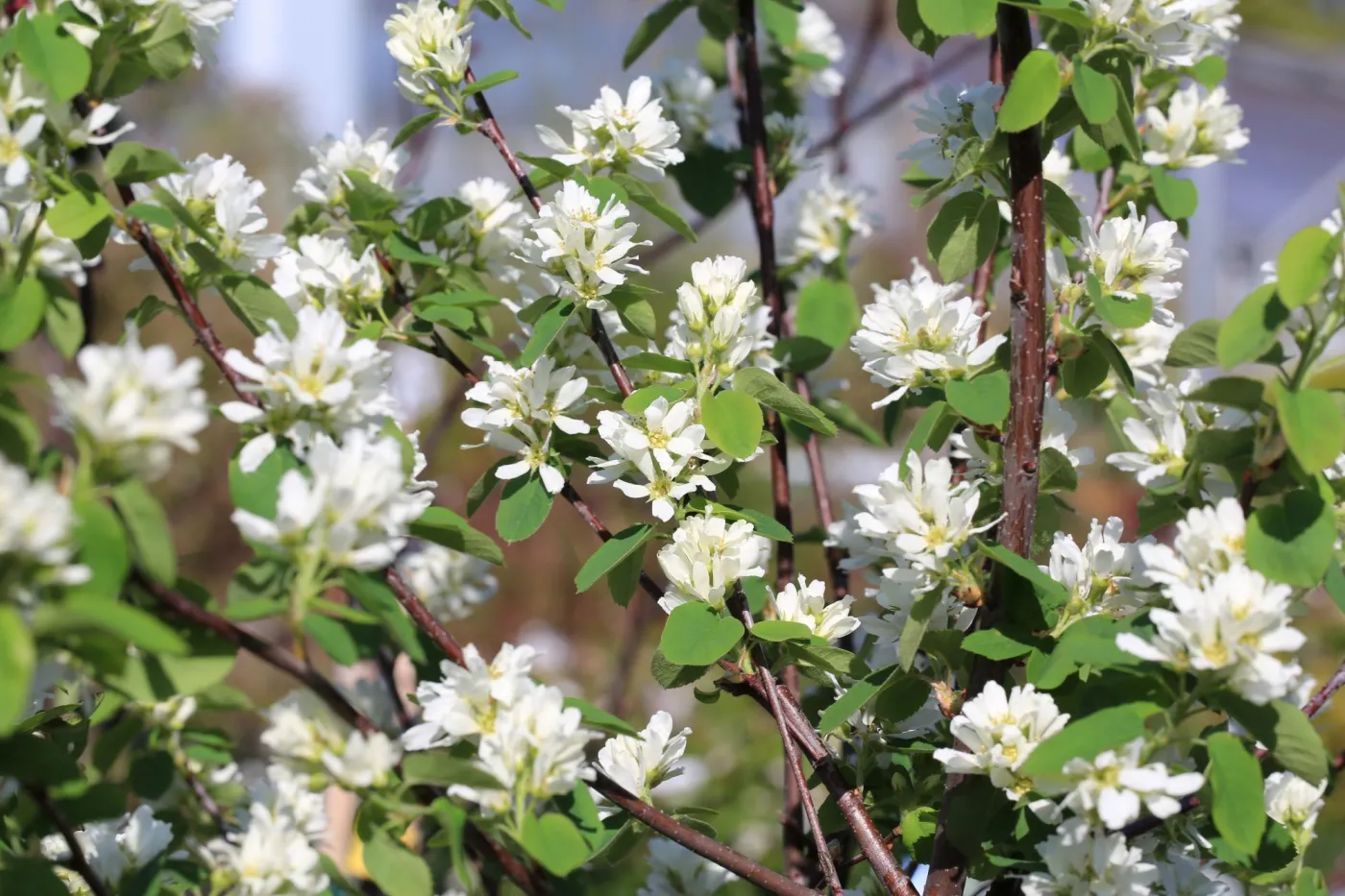 Świdośliwa pięknie kwitnie wiosną. Można ją sadzić na rabatach np. z forsycjami