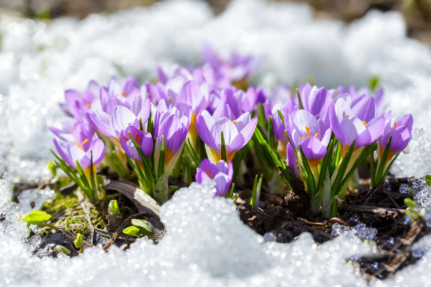 Kiedy skończą się mrozy 2026? Kiedy ocieplenie w Polsce? Pogoda długoterminowa IMGW