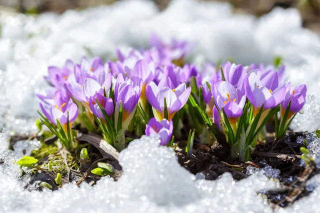 Kiedy skończą się mrozy 2026? Kiedy ocieplenie w Polsce? Pogoda długoterminowa IMGW