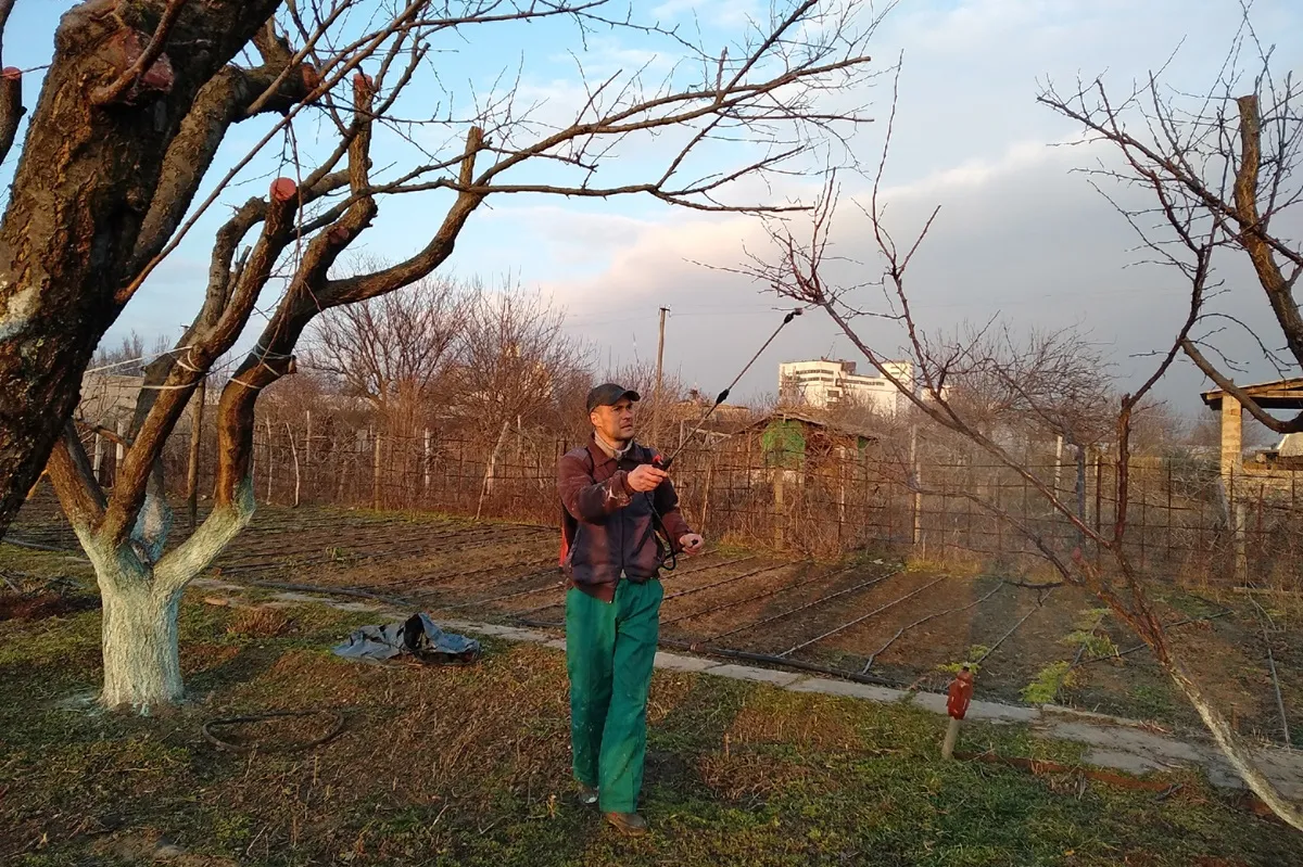 Miedzian 50 WP - terminy oprysków. Jak i kiedy stosować?