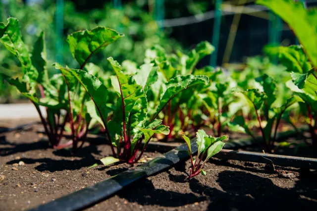 Kiedy siać buraki ćwikłowe do gruntu? Co ile siać buraki? Jak głęboko siać buraki?