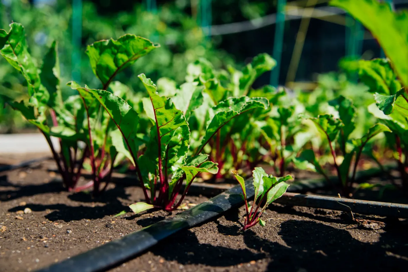 Kiedy siać buraki ćwikłowe do gruntu?