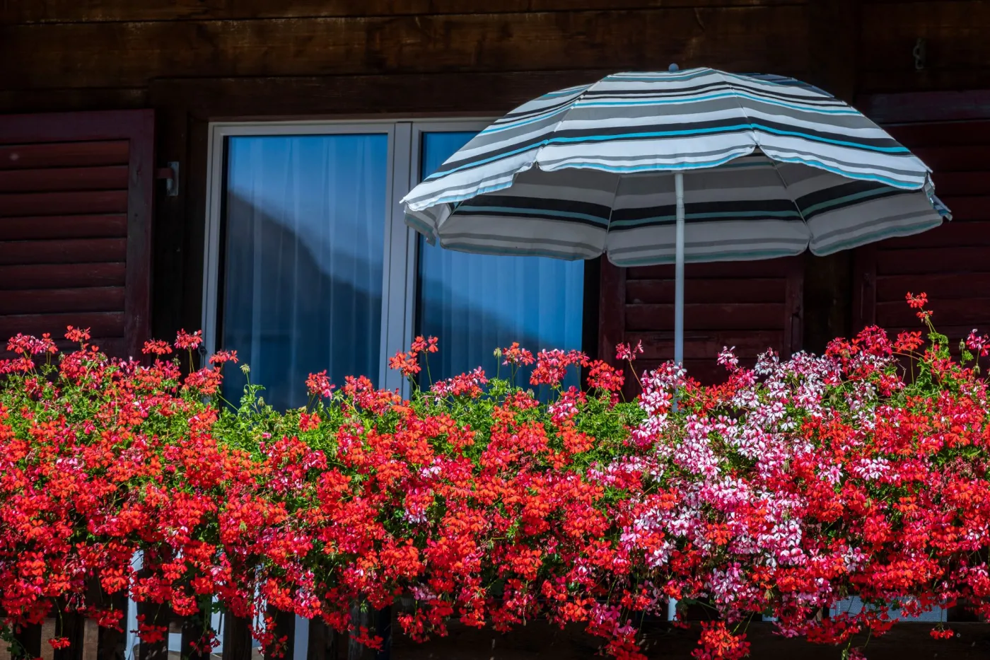 Pelargonie bluszczolistne zwisające