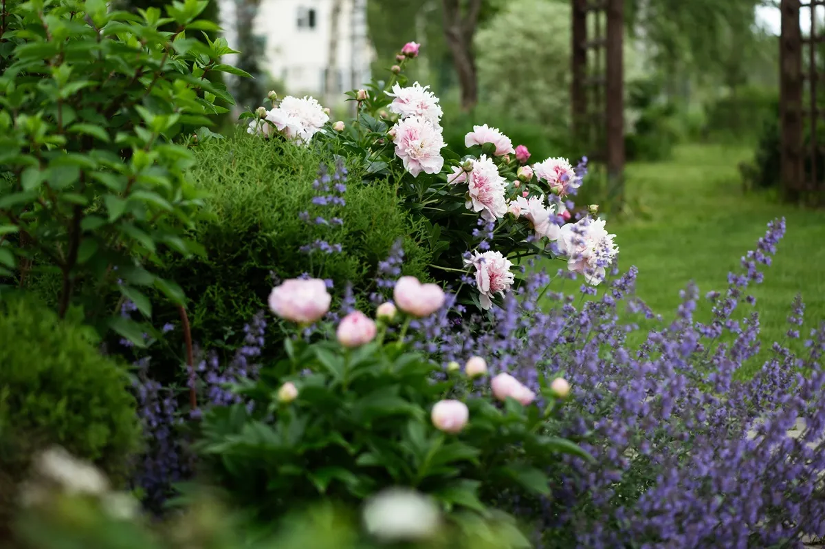 czerwiec w ogrodzie peonie kocimiętka