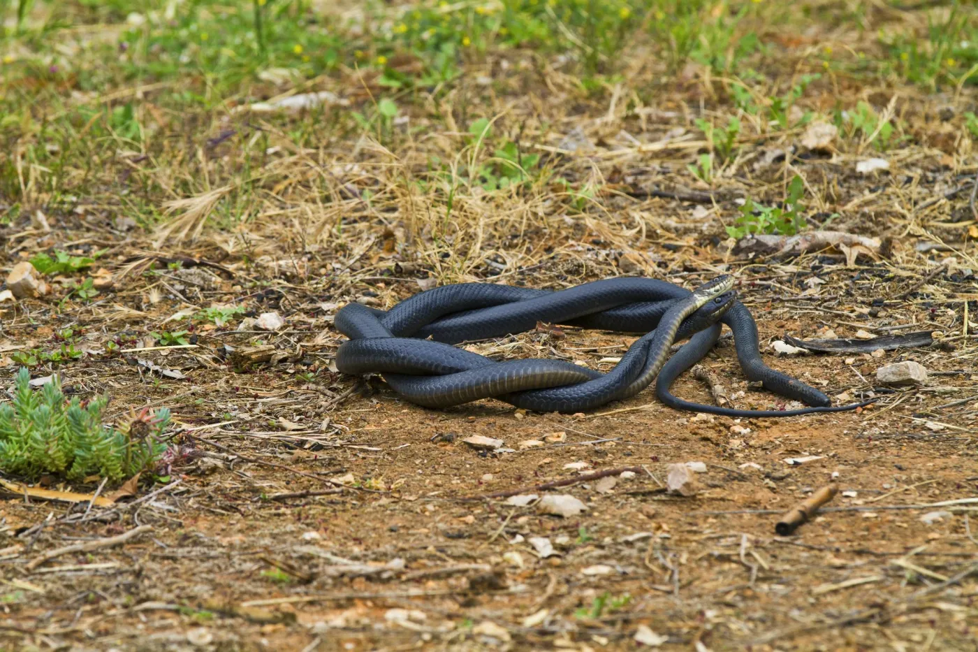 Gelbgruene Zornnatter, Karbonarschlange, Coluber viridiflavus, Hierophis viridiflavus carbonarius, European whip snake, western European whip snake, dark-green whipsnake