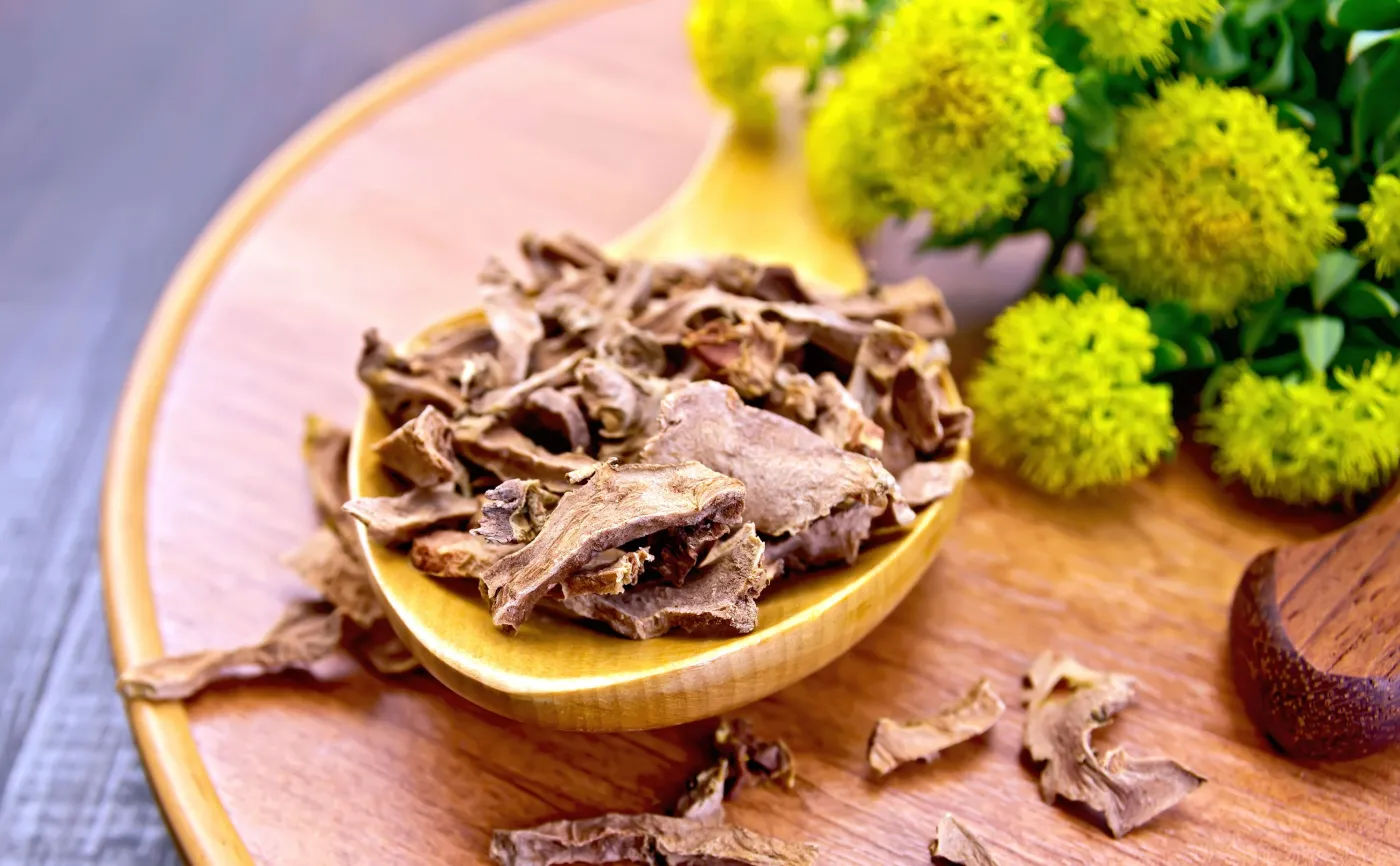 Złoty korzeń z Podlasia lekiem na cywilizacyjne bolączki